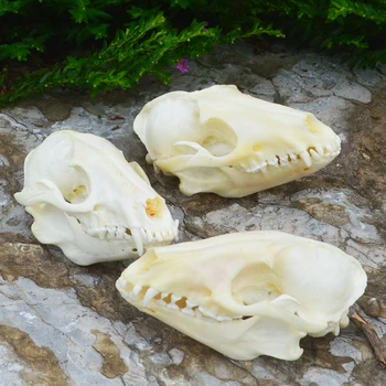 1-5pcs Nyctereutes procyonoides Crânio taxidermia real osso de esqueleto decoração de Natal presente