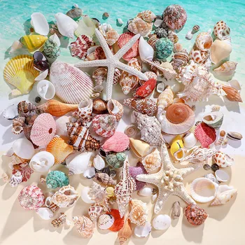 1 Caixa de Estrela-do-mar Natural de Conchas conchas do Mar casa de decoração, acessórios de decoração do Aquário marinho ornamento coquillage décoration