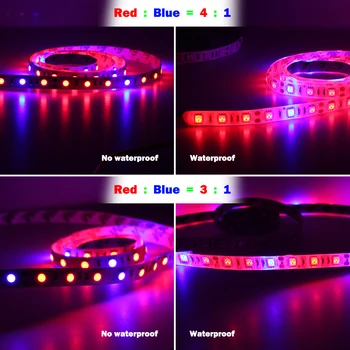 LED Cresce a Luz de Tira Vermelha Azul 3:1 4:1 5:1 DC12V DIY Flexível Luz Crescente Fita Para a Estufa Hidropônica.